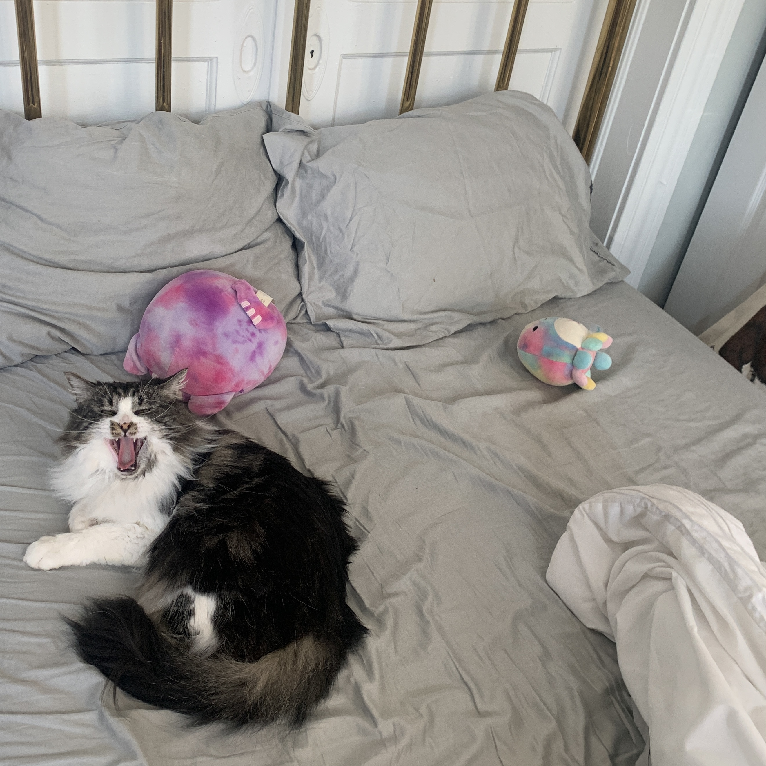 black and white fluffy cat laying on a grey bed with two squishmallows laying beside the cat. the cat is yawning.